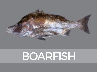 boarfish-species-id
